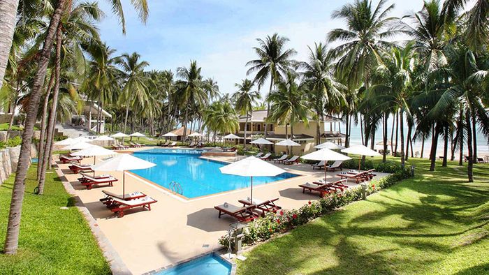 Amaryllis Муйне